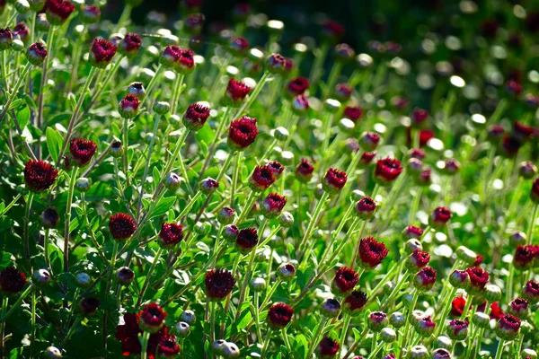 Flores de crisantemo rojo en el macizo de flores —  Fotos de Stock