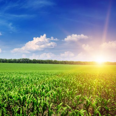 Yeşil mısır tarlası güzel sunrise