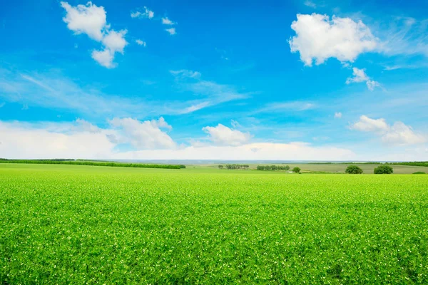 Peas field and blue sky — Stock Photo, Image