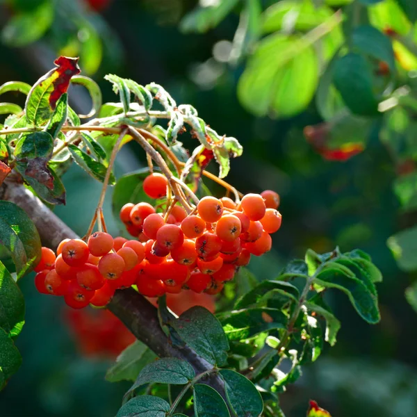 Fruits mountain ash on bright sunny day — Stock Photo, Image