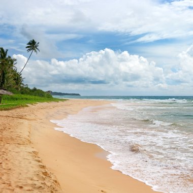 Ocean Beach. Sarı kum ve palm.