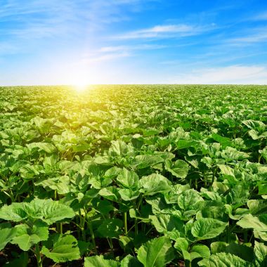 Ayçiçeği alanın üzerinde gündoğumu