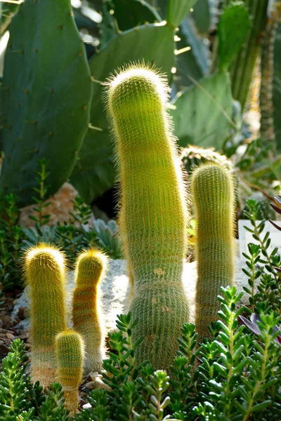 Variety of cactus in a greenhouse — Stock Photo, Image