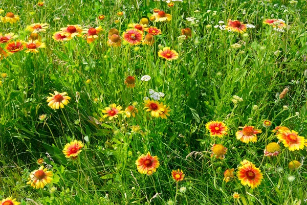 芝生に美しい黄色の花 — ストック写真
