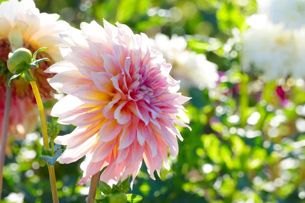 Vit-rosa krysantemum som närbild på en bakgrund av blomsterrabatter — Stockfoto