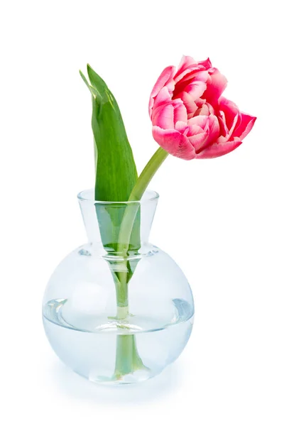 Tulipe rouge dans un vase en verre isolé sur blanc. — Photo