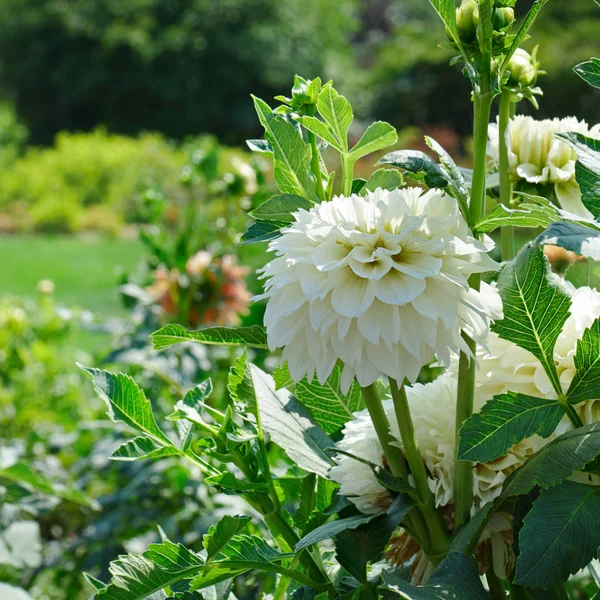 White dahlia on flowerbed at beautiful summer park. — 图库照片