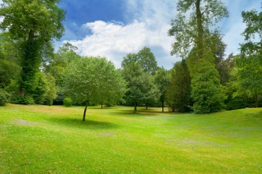 Güzel çayır çimen Park ile kaplı
