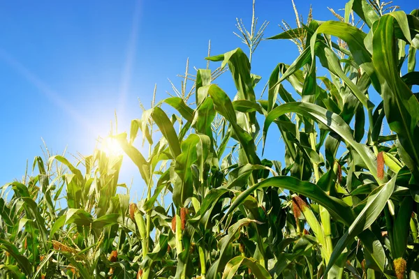 Bright sunrise on a cornfield — Stock Photo, Image