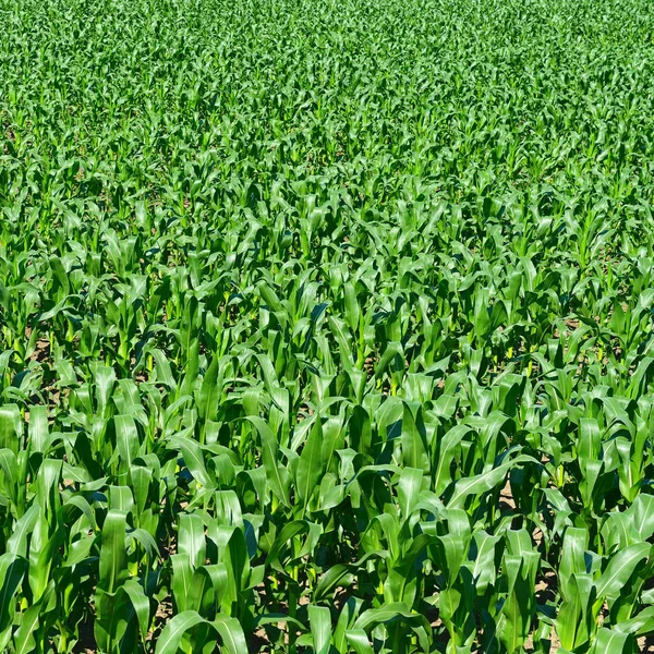 Nyári kukorica mező háttér. — Stock Fotó