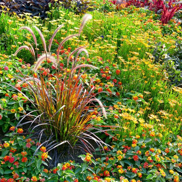 Blossoming flowerbed — Stock Photo, Image