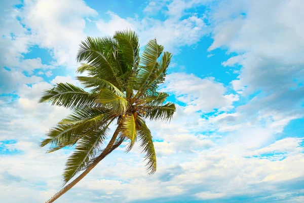 Tilted coconut palm on background the blue sky — Stock Photo, Image