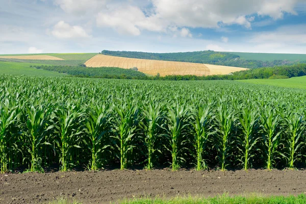 Maisfeld in den malerischen Hügeln und weiße Wolken am Himmel. — Stockfoto