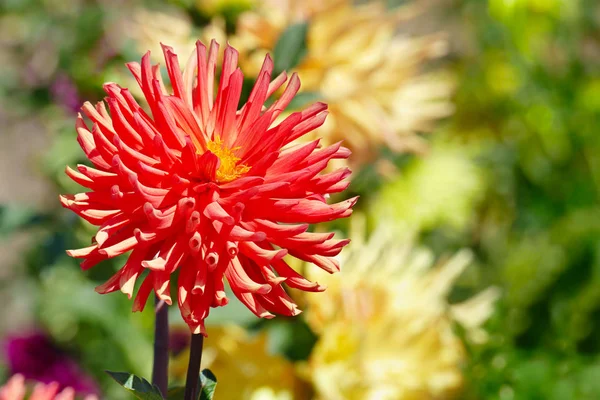 Dália flor grande vermelho no canteiro de flores . — Fotografia de Stock