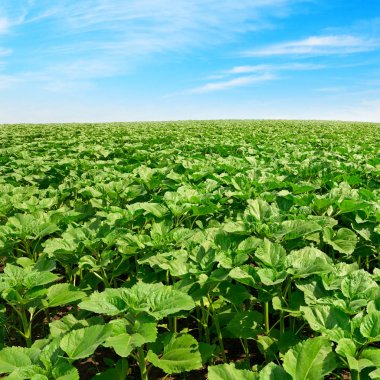 Ayçiçeği alan ve güzel mavi gökyüzü