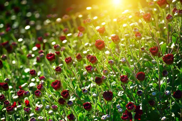 Rote Chrysanthemen auf einem Bett — Stockfoto