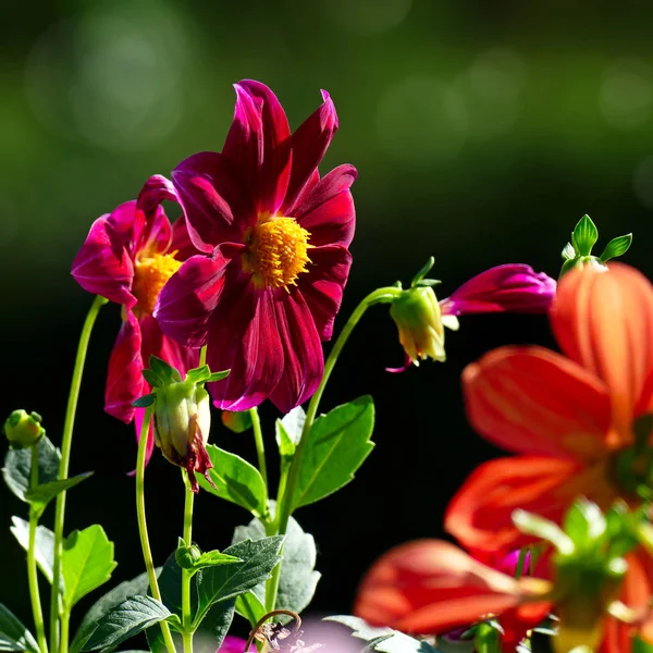 Dahlias multicoloridas em fundo verde escuro — Fotografia de Stock