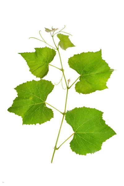 Ramo de uva com folhas suculentas brilhantes isoladas em branco — Fotografia de Stock