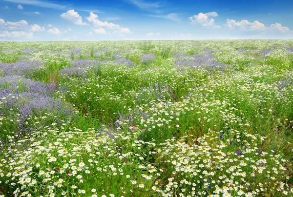 Живописное поле, покрытое травой, лавандой, ромашками — стоковое фото