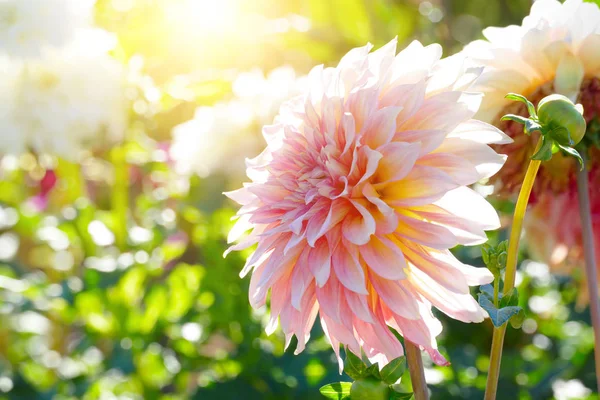 Witte chrysant in zon verlicht. — Stockfoto