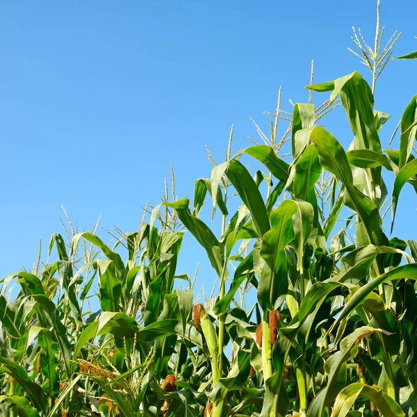 Fresh corn stalks on blue sky background. — Stock Photo, Image