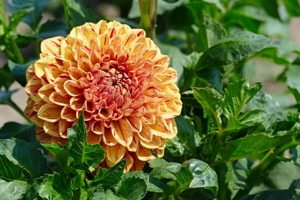 Heldere gele Dahlia's in het bed van de bloem in het park. — Stockfoto