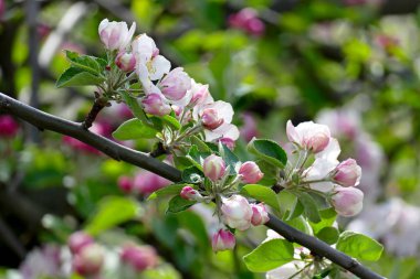 Genç yaprak ve çiçek bir elma