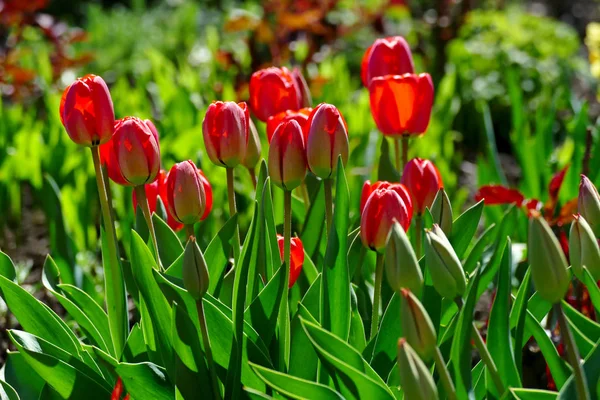 Luminosos tulipanes de primavera en un lecho de flores — Foto de Stock
