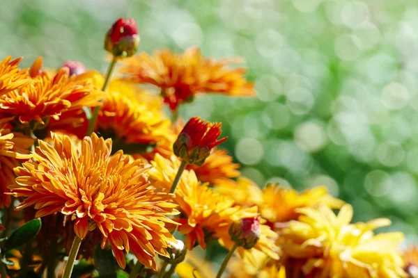 Gele bloemen Chrysanten bloeien op de flowerbed in de p — Stockfoto