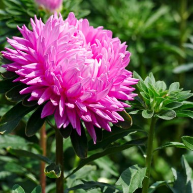 Bir flowerbed parlak pembe aster çiçek