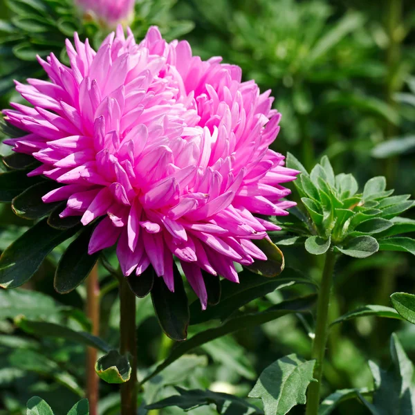 花壇に明るいピンクのアスターの花 — ストック写真