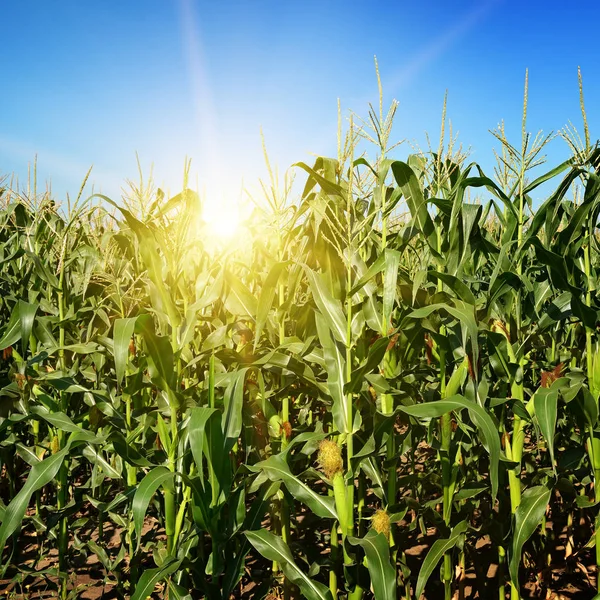 Rijpe maïsstengels op veld. — Stockfoto