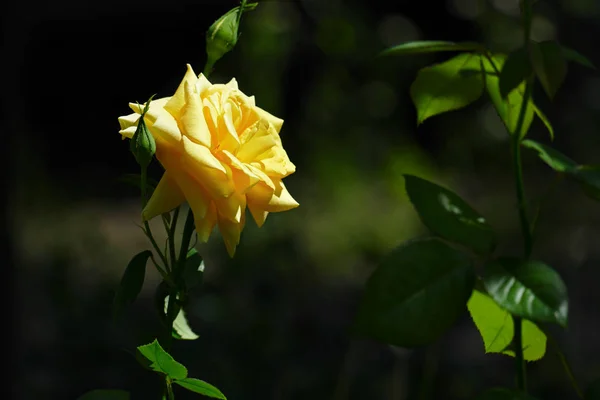 Bloei geel roze bloem op een groen gebladerte achtergrond — Stockfoto