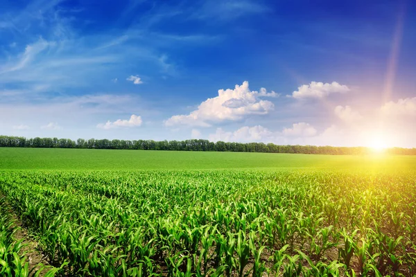 Hermoso amanecer en el campo de maíz verde — Foto de Stock