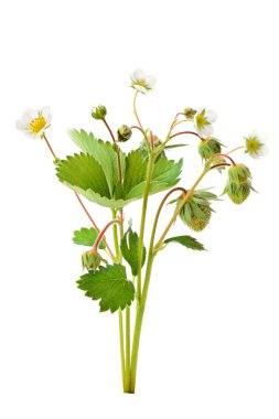 Çilek ve genç çilek beyaz izole