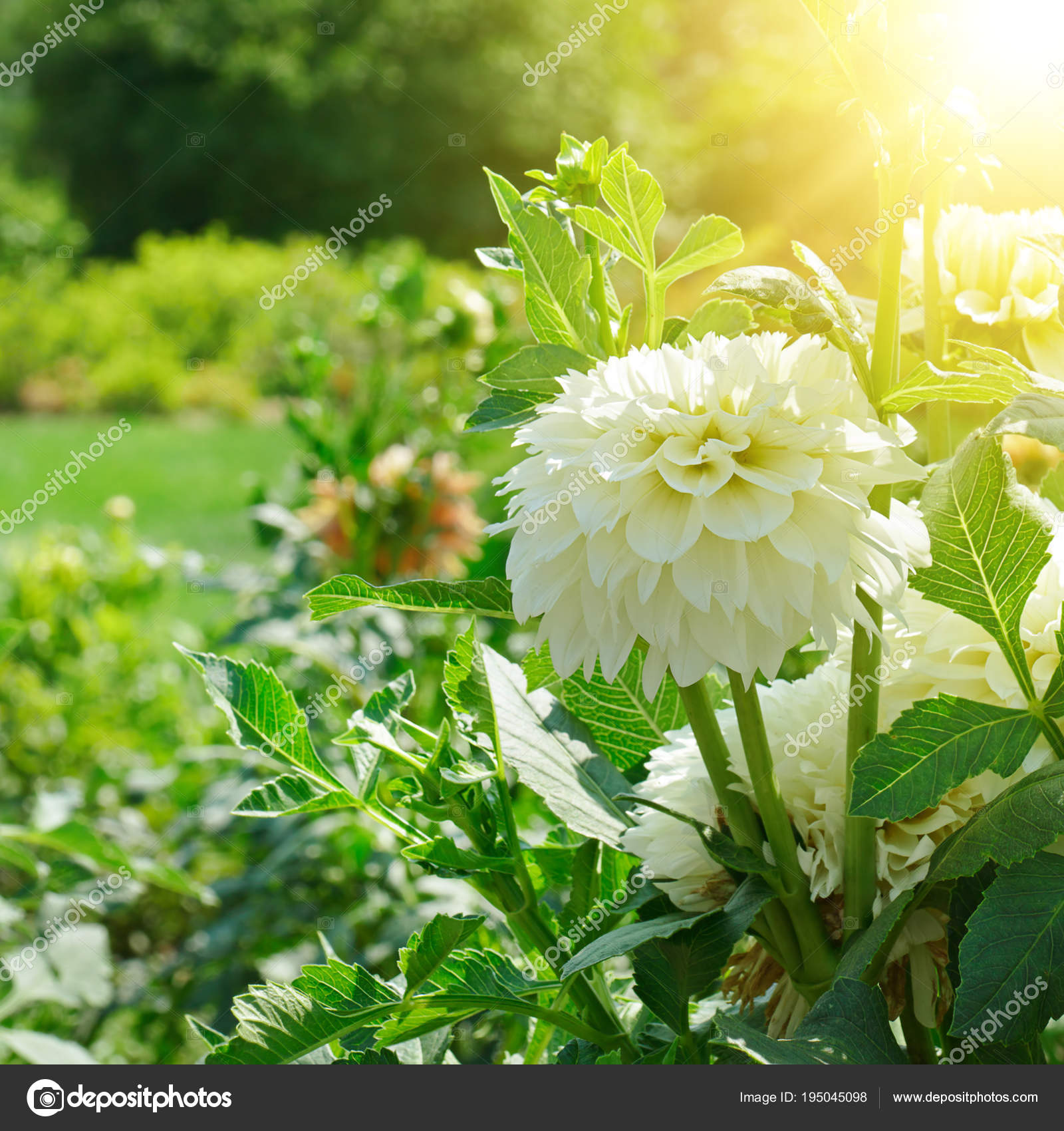 Flor de dália branca ao amanhecer . fotos, imagens de © Serg64 #195045098