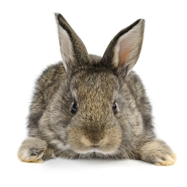 Little baby rabbit isolated on white — Stock Photo, Image