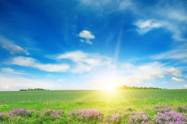 Malerische Landschaft mit grünen Weizenfeldern und blauem Himmel. — Stockfoto