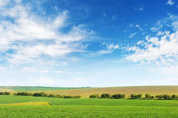 Grüner Frühling Maisfeld und blauer Himmel — Stockfoto