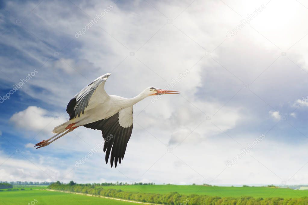 Flying stork on background of green spring field and blue sky