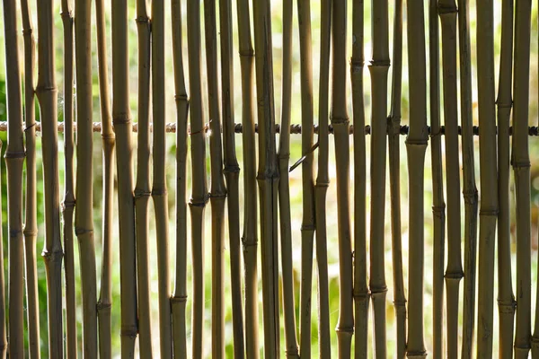 Reed staket i bakljus. Bakgrund. — Stockfoto
