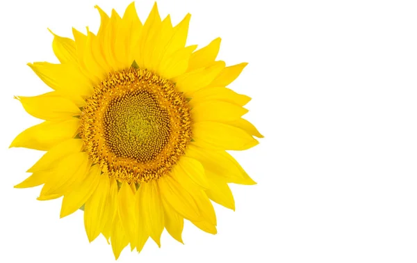 Zonnebloem bloem close-up geïsoleerd op witte achtergrond. — Stockfoto