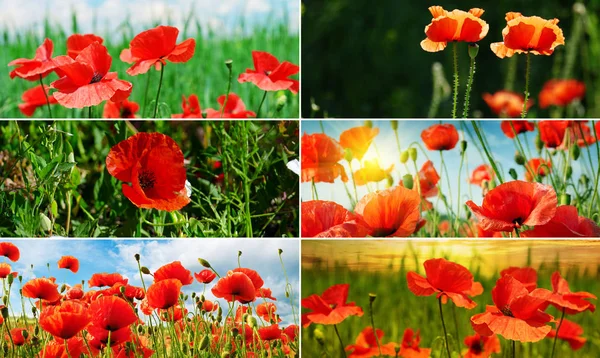 Panoramic photos blossoming red poppies. — ストック写真