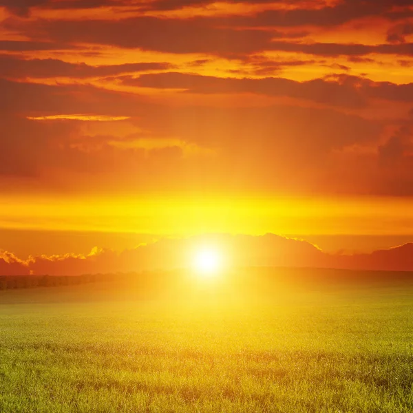 Amanecer escénico sobre campo de trigo verde . —  Fotos de Stock