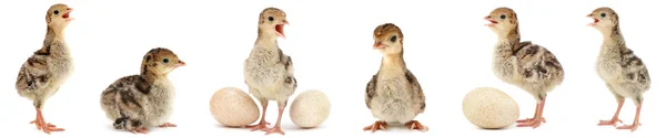 Set lindo pollos esponjosos pavo aislado en blanco —  Fotos de Stock