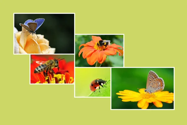 Collage de primavera con plantas con flores e insectos para su proyecto —  Fotos de Stock