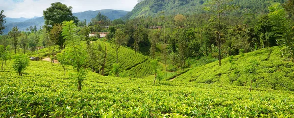 Plantaciones de té en las pintorescas montañas — Foto de Stock