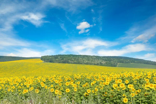 Bright sunflower field and blue sky. — Stock Photo, Image