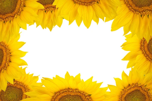 Frame of large sunflower flowers isolated on white background. — Stock Photo, Image