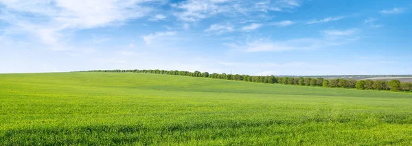 Grünes Frühlingsfeld und blauer Himmel mit weißen Wolken. — Stockfoto